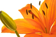 Lily with Bud